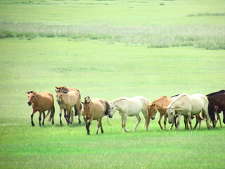Obraz na płótnie Canvas Domestic horse in Mongolian countryside