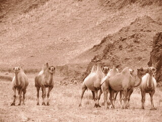 A flock of domestic bactrian camel in Yol Valley, Mongolia