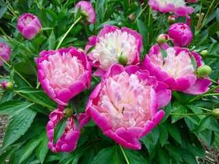 Fototapeta premium Bowl of beauty peony flowers, fully blooming in the botanical garden, metro Detroit, Michigan.