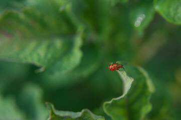 Obraz na płótnie Canvas Red Milkweed Beetle sitting on a green leaf