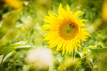 Blooming sunflower field in summer with bee