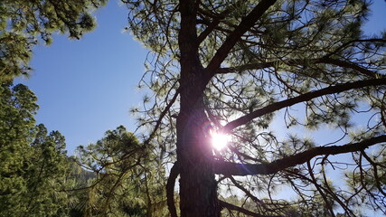 Fototapeta premium Sonne hinter Kiefer, La Caldera, Teneriffa