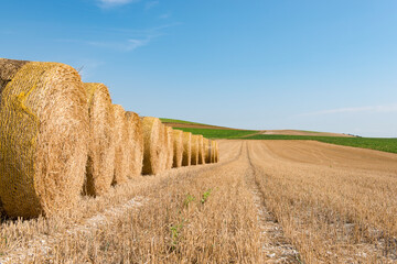 Harvest field with round straw bales in summer with blue sky.