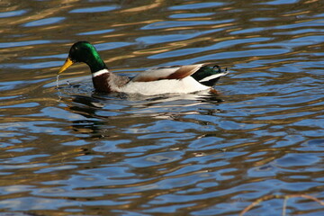 Obraz premium A Duck in the water