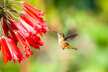 Green Violet-ear hummingbird (Colibri thalassinus) in flight isolated on a green background in Costa Rica