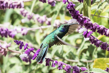 Obraz premium Green Violet-ear hummingbird (Colibri thalassinus) in flight isolated on a green background in Costa Rica