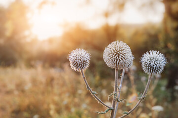 ball-headed snout or Echinops sphaerocephalus is a popular plant in folk herbal medicine