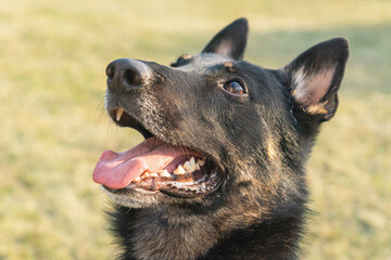 Obedient young short-coated purebred German Shepherd dog seen outdoors on a summer day