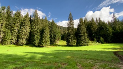 Fototapeta na wymiar Beautiful forest in the Dolomite Mountains, summer season