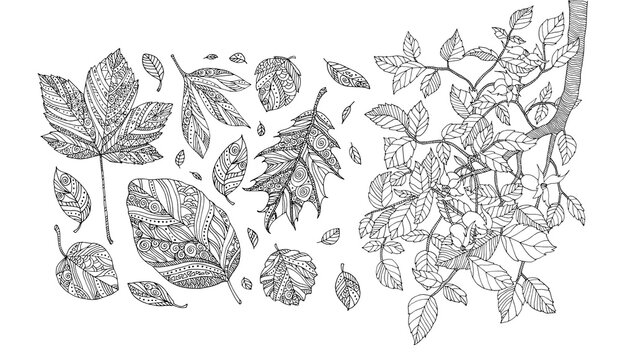 Folling leaves and dog-rose bush. Elm, birch, linden. Hand drawn artwork. Zentangle, doodle, tattoo. Woodcut style. Coloring book page for adult. Black and white. Ethnic concept