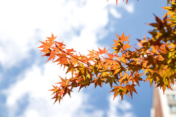 autumn leaves against blue sky