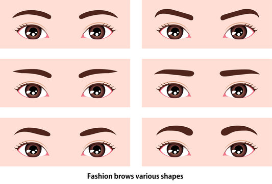 Female eyebrows various shapes vector illustration / Asian, Japanese,Korean