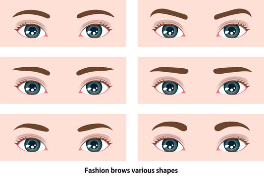 Female eyebrows various shapes vector illustration