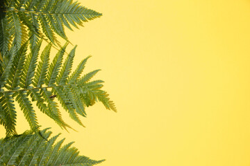 Fototapeta na wymiar Fern leaves on a yellow background.Horizontal placement. Place for copy space