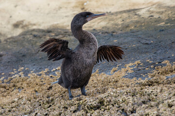 Galapagos Flightless Cormorant (Nannopterum harrisi), Tagus Cove, Isabela Island, Galapagos, Ecuador