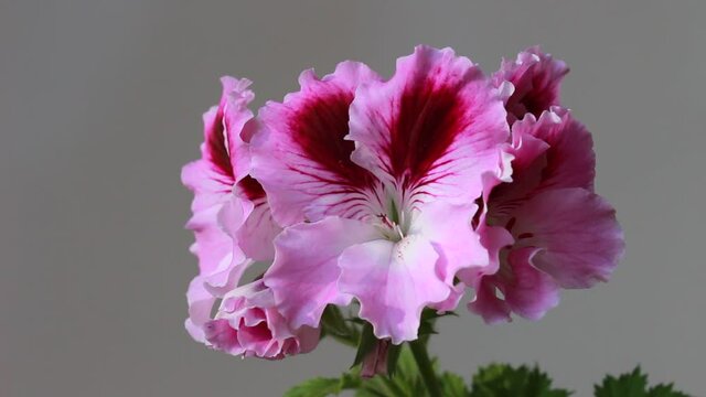 Large and beautiful pink flower of the royal pelargonium large-flowered variety Aristo Orchid on a neutral background close-up
