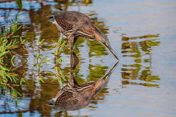 Striated Heron (Butorides striata)