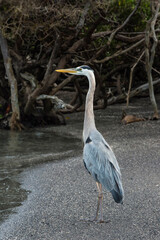Great blue Heron (Ardea herodias), Punta Espinoza, Fernandina Island, Galapagos, Ecuador