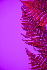Fern leaves on a blue background, leaf shadows, neon colors. A place for the space mine. Horizontal orientation