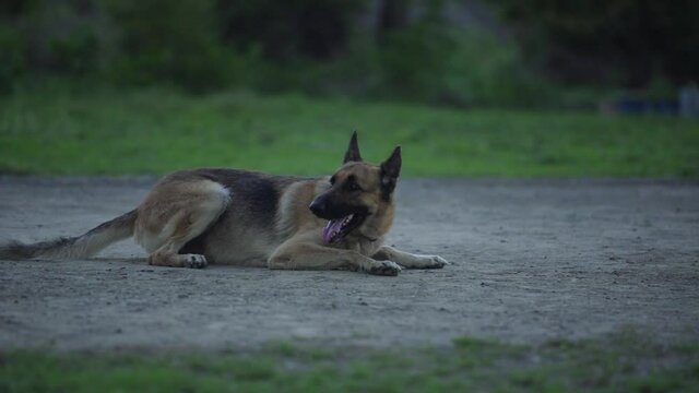 Highly trained Disaster Search Dog (DSD) teams training dogs to  response efforts to save lives in the face of terrorist attacks, earthquakes and floods . 