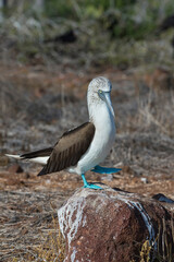 Obraz premium Galapagos Blue-footed Booby (Sula nebouxii excisa), North Seymour Island, Galapagos, Ecuador, Unesco World Heritage Site