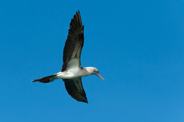 Galapagos Blue-footed Booby (Sula nebouxii excisa), Black Turtle Bay, Santa Cruz Island, Galapagos, Ecuador, Unesco World Heritage Site