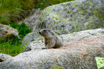 A marmot resting on a rock