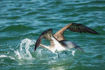 Galapagos Blue-footed Booby (Sula nebouxii excisa), Black Turtle Bay, Santa Cruz Island, Galapagos, Ecuador, Unesco World Heritage Site