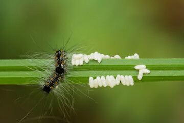 caterpillar on a leaf