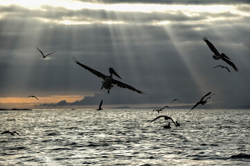 Galapagos Brown Pelicans (Pelecanus occidentalis urinator) in flight at dusk, Black Turtle Bay, Santa Cruz Island, Galapagos, Ecuador, Unesco World Heritage Site