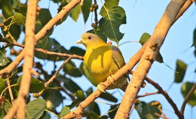 yellow footed green pigeon