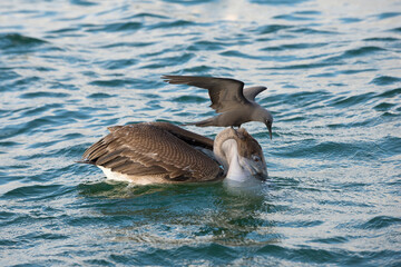 Brown Noddy (Anous stolidus galapagensis) sitting on the head of a Brown Pelican (Pelecanus occidentalis urinator) and trying to steal a fish , Black Turtle Bay, Santa Cruz Island, Galapagos, Ecuador