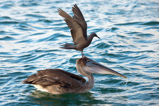 Brown Noddy (Anous stolidus galapagensis) sitting on the head of a Brown Pelican (Pelecanus occidentalis urinator) and trying to steal a fish , Black Turtle Bay, Santa Cruz Island, Galapagos, Ecuador