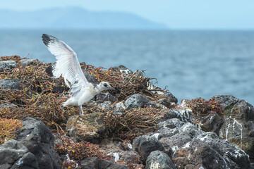 Swallow-tailed gull chick (Larus furcatus) exercising its wings, South Plaza Island, Galapagos, Ecuador, Unesco World Heritage Site