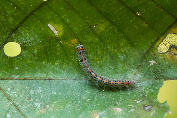 caterpillar on green leaf