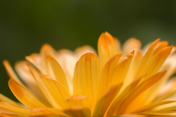 Obraz premium Bright orange flower of common marigold, Calendula officinalis, on a green background