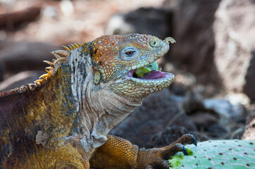 Galapagos Land Iguana (Conolophus subcristatus) feeding on cactus leaves, North Seymour Island, Galapagos, Ecuador, Unesco World Heritage Site