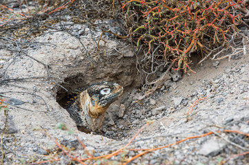 Galapagos Land Iguana (Conolophus subcristatus) in its burrow, South Plaza Island, Galapagos, Ecuador, Unesco World Heritage Site