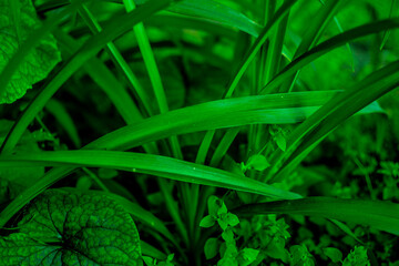 Fototapeta premium Green tropical plant close-up. Abstract natural floral background Selective focus