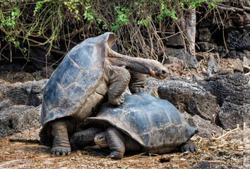 Faked mating between two male Galapagos Giant Tortoises (Geochelone Elephantophus), Santa Cruz Island, Galapagos, Ecuador, Unesco World Heritage Site