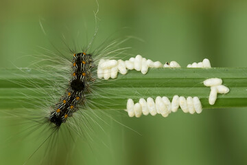 caterpillar on a leaf