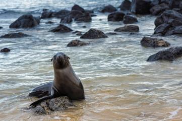 Young Galapagos Sea Lion (Zalophus californianus wollebaeki)