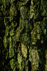 Macro shot of a tree bark. large structural texture