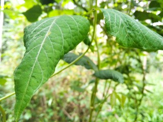 green tomatoes on the vine
