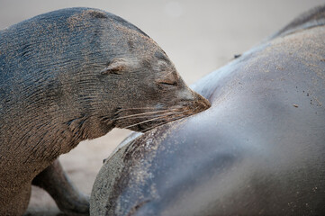 Fototapeta premium Galapagos Sea Lion pup (Zalophus californianus wollebaeki) suckling