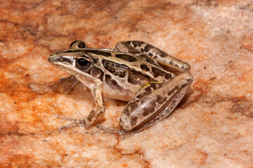 Australian Rocket Frog resting on rock