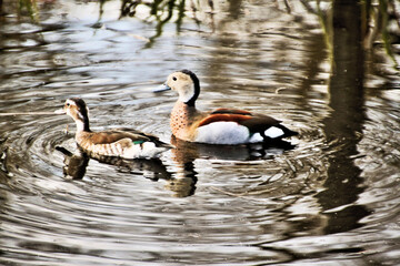 A view of a Duck at Martin Mere Nature Reserve