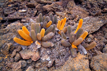 Lava cactus, Punta Moreno, Isabela Island, Galapagos Islands, UNESCO World Heritage Site, Ecuador.