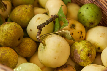  Malus domestica , ekologiczne jabłka