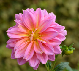 Fototapeta premium Dahlia